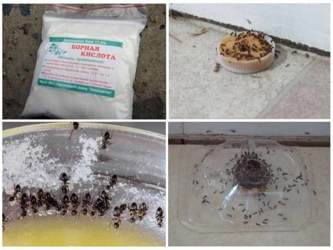 Борная кислота от муравьев