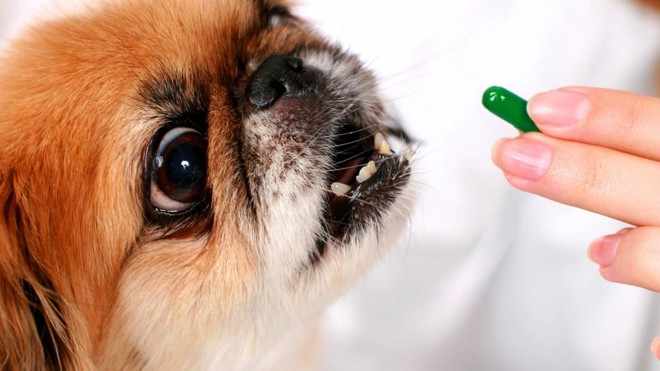 Таблетки для собак