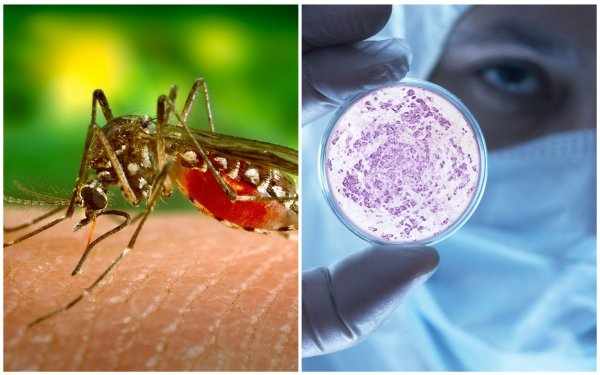 Комар и вирус Денге