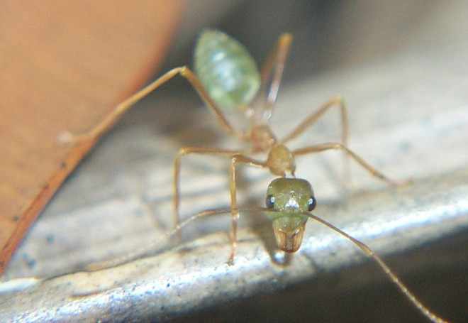 Прозрачный муравьй
