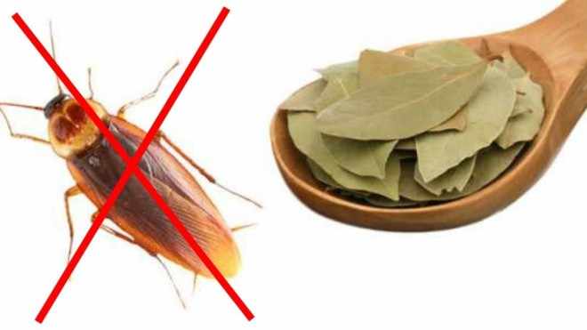 Лавровый лист от тараканов в ложке