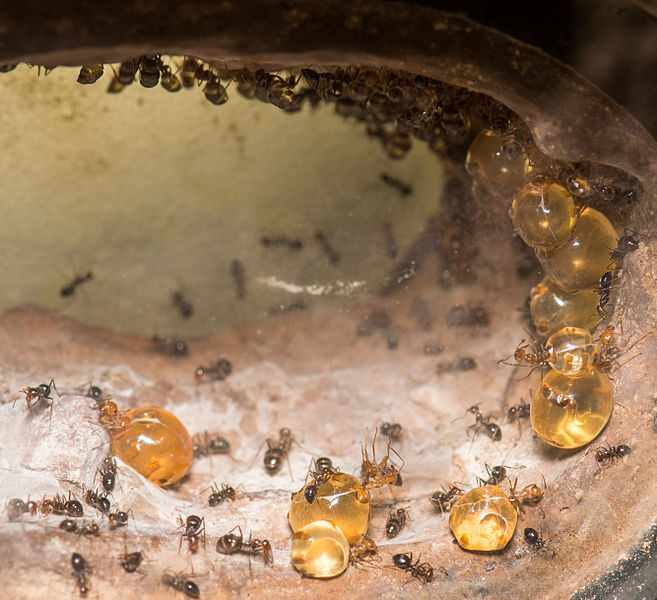 Медовые муравьи в логове
