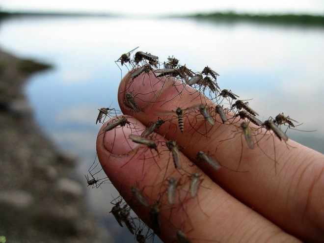 Комары на пальцах