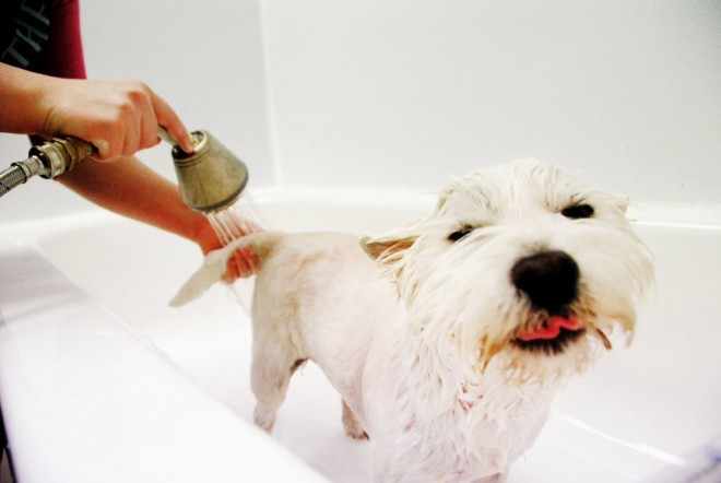 Мыть собаку