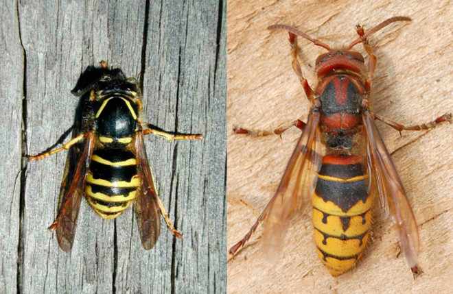 Сравнения шершня и осы