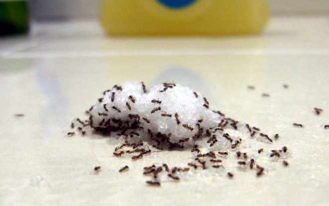 Сахар для муравьев