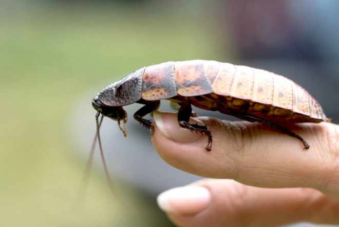 Мадагаскарские тараканы шипят