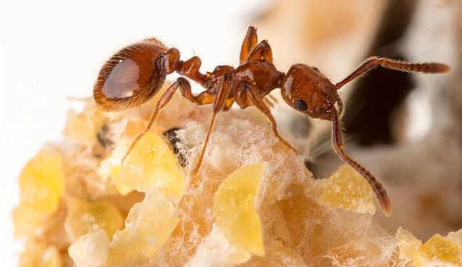 Желтый муравей