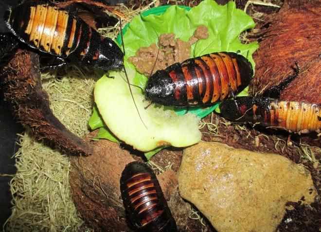 Мадагаскарские тараканы едят