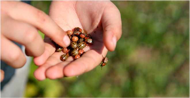 Ручной сбор личинок колорадского жука