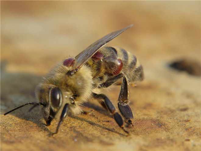 Клещ варроа на пчеле