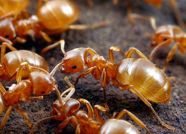 Желтые муравьи фото