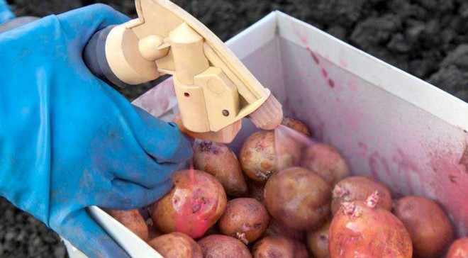 Обработка клубней картошки
