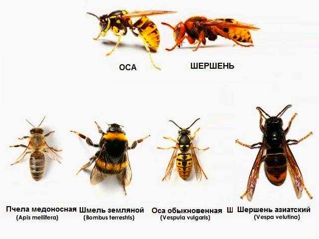 Отличия шмеля осы и шершня