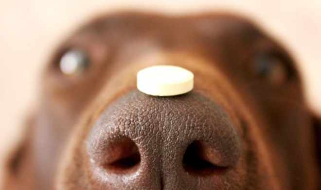 Таблетка на носу собаки
