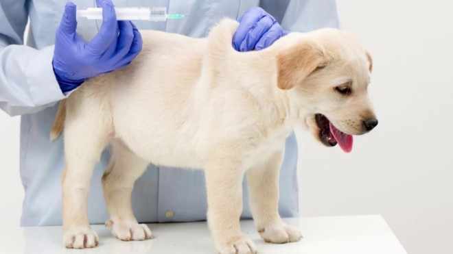 Прививка для собаки