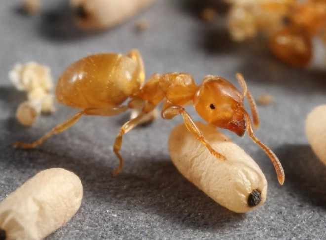 Желтые муравьи