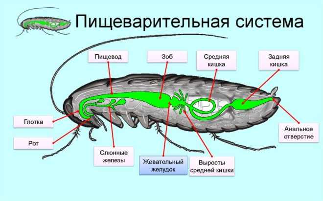 Пищеварительная система таракана