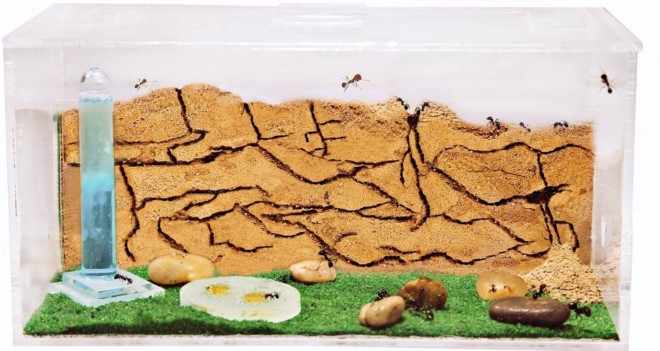 Песочная ферма для муравьев