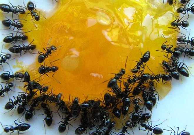 Мед и муравьи