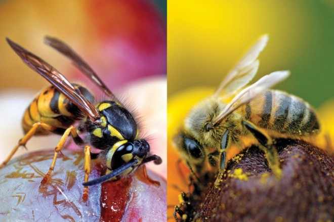 Пчела и оса