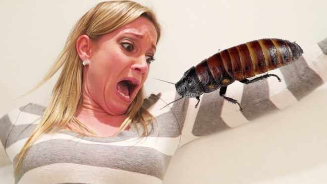 Боязнь тараканов