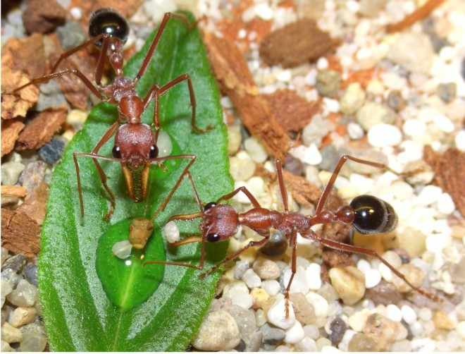 Питание муравья Бульдога