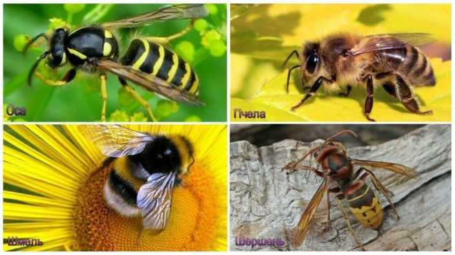 Фото пчелы, шмеля, осы, шершня