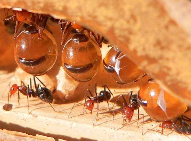 Медовые муравьи 