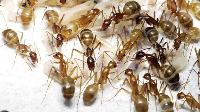 Бесцветные муравьи