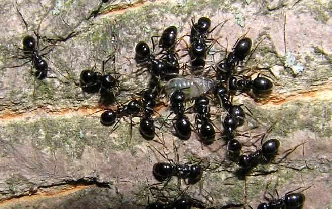 Древесные пахучие мурави