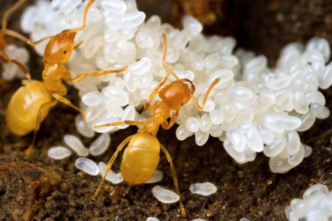 Желтые муравьи и яйца