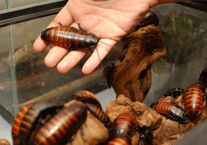 Мадагаскарские тараканы дома