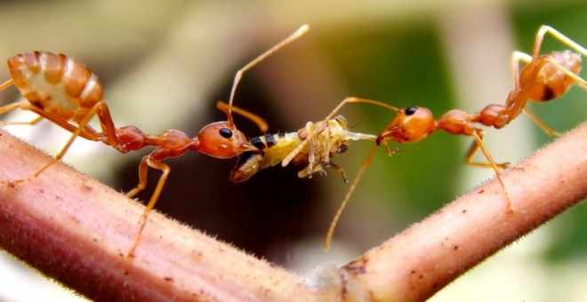 Огненый муравьи питаются