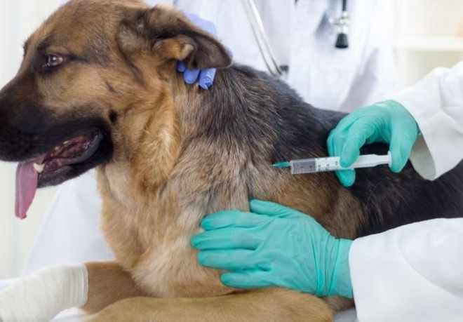 Прививки против клещей для собак