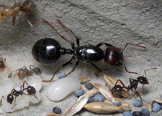 Королева муравья