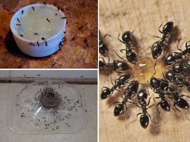 Самодельные ловушки для муравьев
