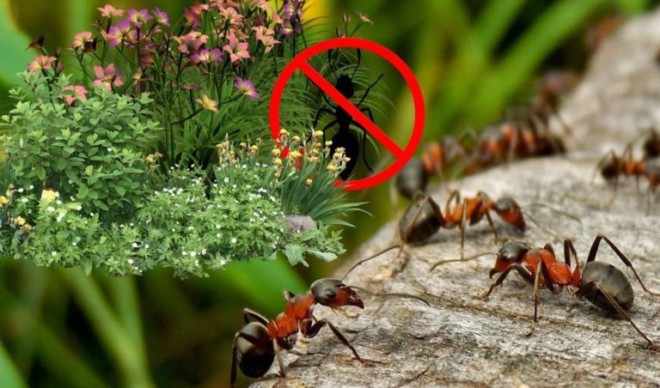 Какие растения боятся муравьи