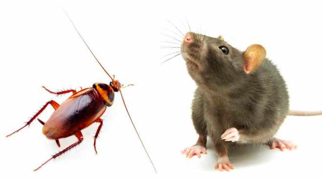Крысы от тараканов
