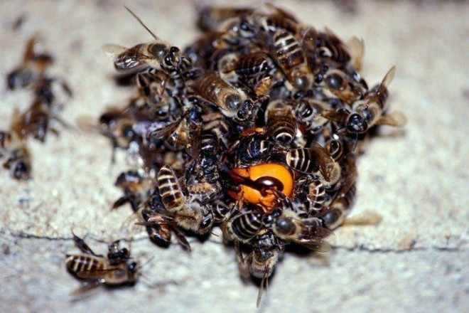 Пчелы убивают шершня
