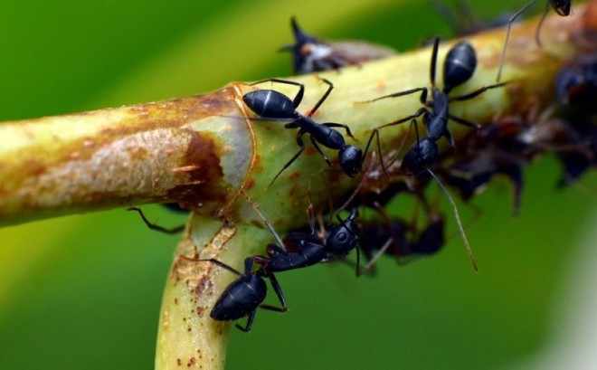Садовый муравей