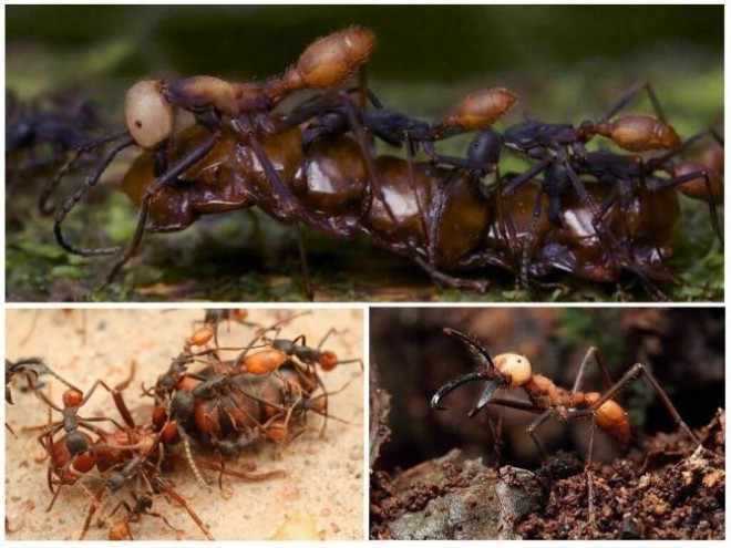 Кочевые муравьи подборка