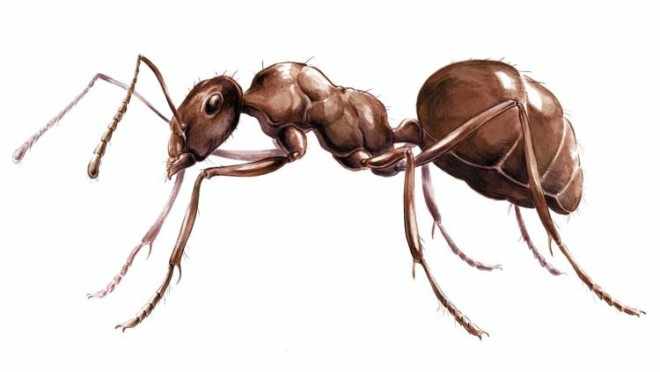 Фото муравья