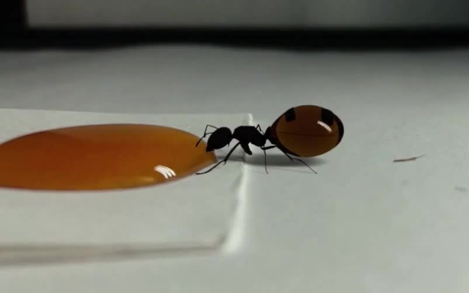 Медовый муравей ест