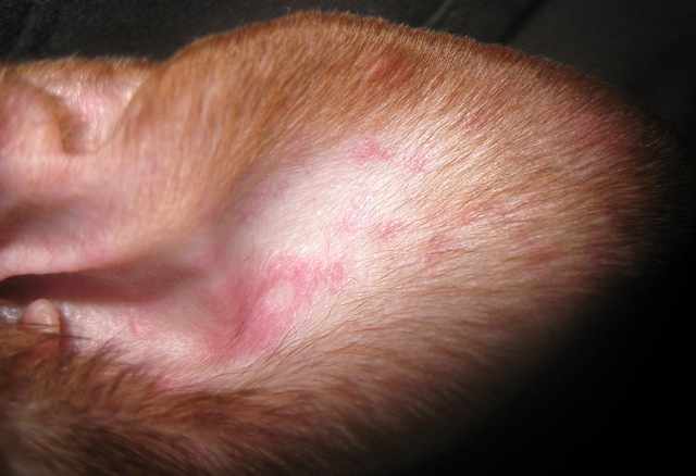 Аллергия на ухе собаки