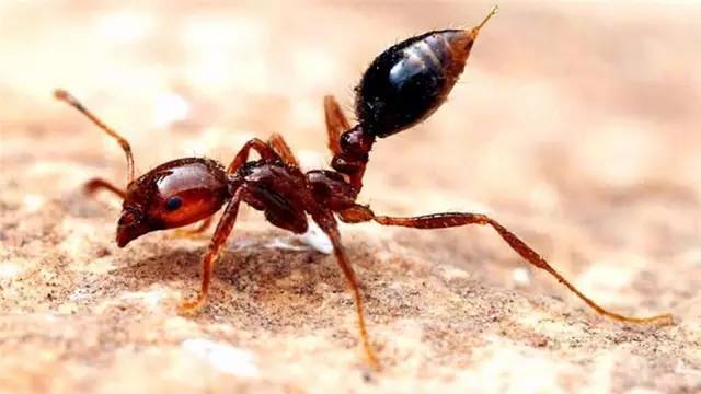 Огненный муравьи