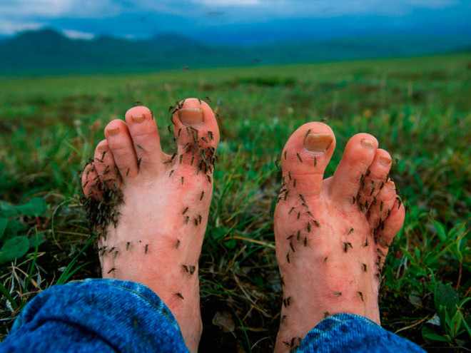 Комары на ступнях