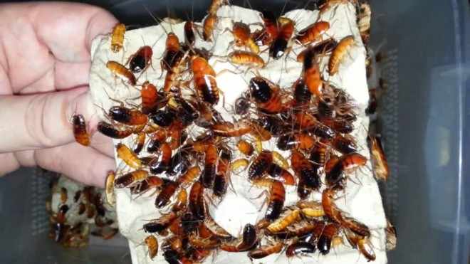 Туркменские тараканы на корм