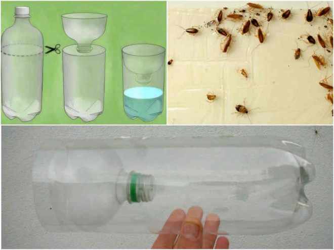 Пластиковая бутылка-ловушка для тараканов