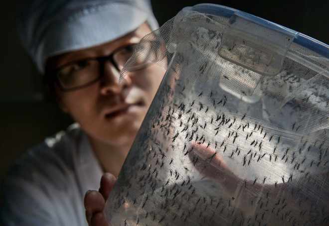 Комары в сетке